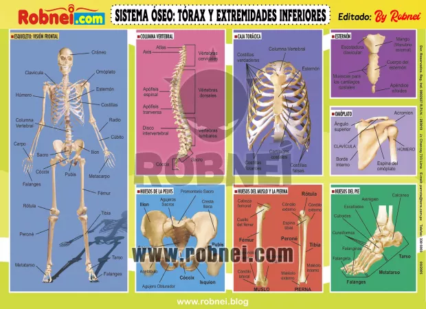 Sistema Oseo Torax Y Extremidades Inferiores